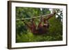 An Orangutan (Pongo Pygmaeus) at the Sepilok Orangutan Rehabilitation Center-Craig Lovell-Framed Photographic Print