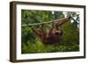 An Orangutan (Pongo Pygmaeus) at the Sepilok Orangutan Rehabilitation Center-Craig Lovell-Framed Photographic Print