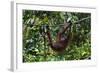 An Orangutan (Pongo Pygmaeus) at the Sepilok Orangutan Rehabilitation Center-Craig Lovell-Framed Photographic Print