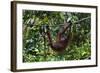 An Orangutan (Pongo Pygmaeus) at the Sepilok Orangutan Rehabilitation Center-Craig Lovell-Framed Photographic Print