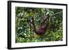 An Orangutan (Pongo Pygmaeus) at the Sepilok Orangutan Rehabilitation Center-Craig Lovell-Framed Photographic Print