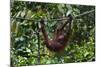 An Orangutan (Pongo Pygmaeus) at the Sepilok Orangutan Rehabilitation Center-Craig Lovell-Mounted Photographic Print