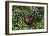 An Orangutan (Pongo Pygmaeus) at the Sepilok Orangutan Rehabilitation Center-Craig Lovell-Framed Photographic Print