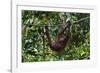 An Orangutan (Pongo Pygmaeus) at the Sepilok Orangutan Rehabilitation Center-Craig Lovell-Framed Photographic Print