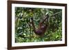 An Orangutan (Pongo Pygmaeus) at the Sepilok Orangutan Rehabilitation Center-Craig Lovell-Framed Photographic Print