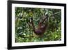 An Orangutan (Pongo Pygmaeus) at the Sepilok Orangutan Rehabilitation Center-Craig Lovell-Framed Photographic Print