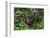 An Orangutan (Pongo Pygmaeus) at the Sepilok Orangutan Rehabilitation Center-Craig Lovell-Framed Photographic Print