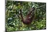 An Orangutan (Pongo Pygmaeus) at the Sepilok Orangutan Rehabilitation Center-Craig Lovell-Mounted Photographic Print