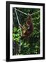 An Orangutan (Pongo Pygmaeus) at the Sepilok Orangutan Rehabilitation Center-Craig Lovell-Framed Photographic Print