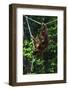 An Orangutan (Pongo Pygmaeus) at the Sepilok Orangutan Rehabilitation Center-Craig Lovell-Framed Photographic Print