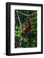 An Orangutan (Pongo Pygmaeus) at the Sepilok Orangutan Rehabilitation Center-Craig Lovell-Framed Photographic Print