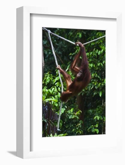 An Orangutan (Pongo Pygmaeus) at the Sepilok Orangutan Rehabilitation Center-Craig Lovell-Framed Photographic Print