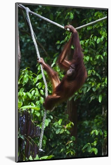 An Orangutan (Pongo Pygmaeus) at the Sepilok Orangutan Rehabilitation Center-Craig Lovell-Mounted Photographic Print