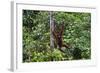 An Orangutan (Pongo Pygmaeus) at the Sepilok Orangutan Rehabilitation Center-Craig Lovell-Framed Photographic Print