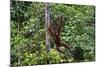 An Orangutan (Pongo Pygmaeus) at the Sepilok Orangutan Rehabilitation Center-Craig Lovell-Mounted Photographic Print