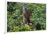 An Orangutan (Pongo Pygmaeus) at the Sepilok Orangutan Rehabilitation Center-Craig Lovell-Framed Photographic Print