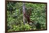 An Orangutan (Pongo Pygmaeus) at the Sepilok Orangutan Rehabilitation Center-Craig Lovell-Framed Photographic Print