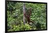 An Orangutan (Pongo Pygmaeus) at the Sepilok Orangutan Rehabilitation Center-Craig Lovell-Framed Photographic Print