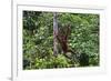 An Orangutan (Pongo Pygmaeus) at the Sepilok Orangutan Rehabilitation Center-Craig Lovell-Framed Photographic Print