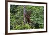 An Orangutan (Pongo Pygmaeus) at the Sepilok Orangutan Rehabilitation Center-Craig Lovell-Framed Photographic Print