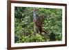 An Orangutan (Pongo Pygmaeus) at the Sepilok Orangutan Rehabilitation Center-Craig Lovell-Framed Photographic Print