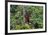 An Orangutan (Pongo Pygmaeus) at the Sepilok Orangutan Rehabilitation Center-Craig Lovell-Framed Photographic Print