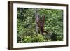 An Orangutan (Pongo Pygmaeus) at the Sepilok Orangutan Rehabilitation Center-Craig Lovell-Framed Photographic Print