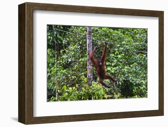 An Orangutan (Pongo Pygmaeus) at the Sepilok Orangutan Rehabilitation Center-Craig Lovell-Framed Photographic Print