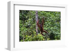 An Orangutan (Pongo Pygmaeus) at the Sepilok Orangutan Rehabilitation Center-Craig Lovell-Framed Photographic Print