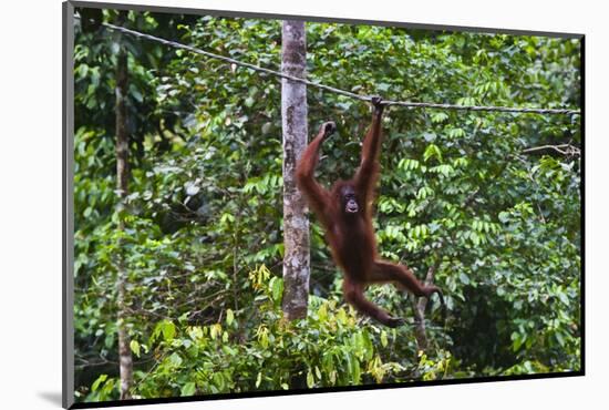 An Orangutan (Pongo Pygmaeus) at the Sepilok Orangutan Rehabilitation Center-Craig Lovell-Mounted Photographic Print