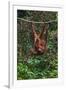 An Orangutan (Pongo Pygmaeus) at the Sepilok Orangutan Rehabilitation Center-Craig Lovell-Framed Photographic Print