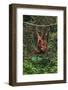 An Orangutan (Pongo Pygmaeus) at the Sepilok Orangutan Rehabilitation Center-Craig Lovell-Framed Photographic Print