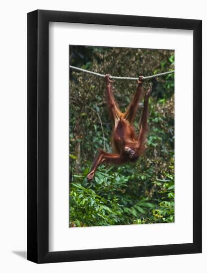 An Orangutan (Pongo Pygmaeus) at the Sepilok Orangutan Rehabilitation Center-Craig Lovell-Framed Photographic Print