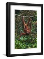 An Orangutan (Pongo Pygmaeus) at the Sepilok Orangutan Rehabilitation Center-Craig Lovell-Framed Photographic Print