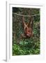 An Orangutan (Pongo Pygmaeus) at the Sepilok Orangutan Rehabilitation Center-Craig Lovell-Framed Photographic Print