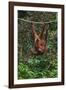 An Orangutan (Pongo Pygmaeus) at the Sepilok Orangutan Rehabilitation Center-Craig Lovell-Framed Photographic Print