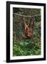 An Orangutan (Pongo Pygmaeus) at the Sepilok Orangutan Rehabilitation Center-Craig Lovell-Framed Photographic Print