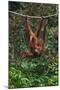 An Orangutan (Pongo Pygmaeus) at the Sepilok Orangutan Rehabilitation Center-Craig Lovell-Mounted Photographic Print