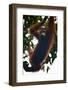 An Orangutan (Pongo Pygmaeus) at the Sepilok Orangutan Rehabilitation Center-Craig Lovell-Framed Photographic Print