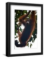 An Orangutan (Pongo Pygmaeus) at the Sepilok Orangutan Rehabilitation Center-Craig Lovell-Framed Photographic Print