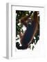 An Orangutan (Pongo Pygmaeus) at the Sepilok Orangutan Rehabilitation Center-Craig Lovell-Framed Photographic Print