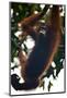 An Orangutan (Pongo Pygmaeus) at the Sepilok Orangutan Rehabilitation Center-Craig Lovell-Mounted Photographic Print