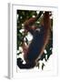 An Orangutan (Pongo Pygmaeus) at the Sepilok Orangutan Rehabilitation Center-Craig Lovell-Framed Photographic Print