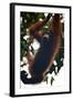 An Orangutan (Pongo Pygmaeus) at the Sepilok Orangutan Rehabilitation Center-Craig Lovell-Framed Photographic Print