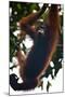 An Orangutan (Pongo Pygmaeus) at the Sepilok Orangutan Rehabilitation Center-Craig Lovell-Mounted Photographic Print