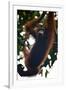 An Orangutan (Pongo Pygmaeus) at the Sepilok Orangutan Rehabilitation Center-Craig Lovell-Framed Photographic Print