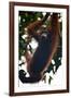 An Orangutan (Pongo Pygmaeus) at the Sepilok Orangutan Rehabilitation Center-Craig Lovell-Framed Photographic Print