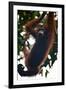 An Orangutan (Pongo Pygmaeus) at the Sepilok Orangutan Rehabilitation Center-Craig Lovell-Framed Photographic Print