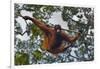 An Orangutan (Pongo Pygmaeus) at the Sepilok Orangutan Rehabilitation Center-Craig Lovell-Framed Photographic Print