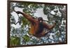 An Orangutan (Pongo Pygmaeus) at the Sepilok Orangutan Rehabilitation Center-Craig Lovell-Framed Photographic Print